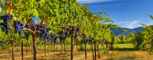 Winery simulation